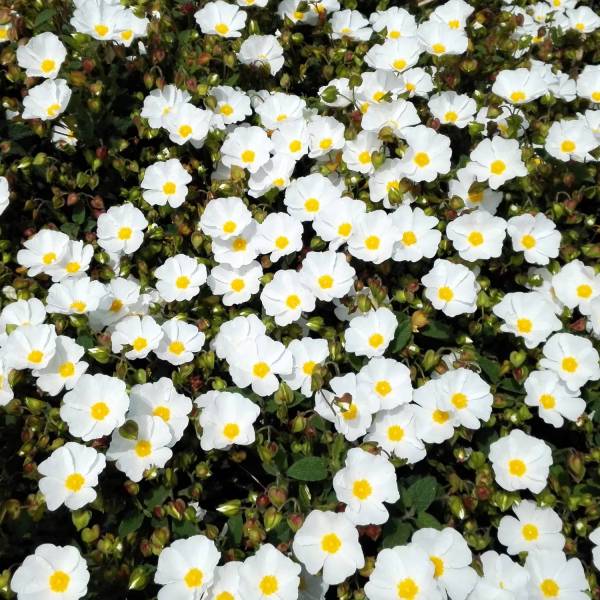 Cistus x corbariensis