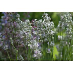 Lavandula angustifolia 'Coconut Ice', Vraie Lavande