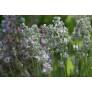 Lavandula angustifolia 'Coconut Ice', Vraie Lavande