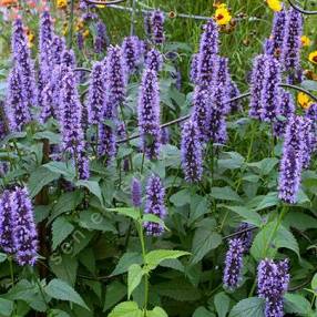 Agastache 'Black Adder' - Agastache à odeur de fenouil