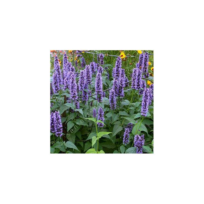 Agastache 'Black Adder' - Agastache à odeur de fenouil