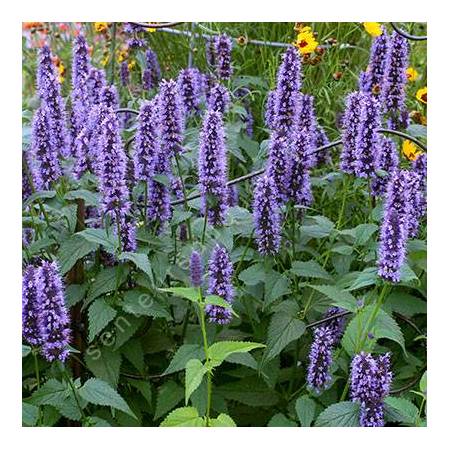 Agastache 'Black Adder' - Agastache à odeur de fenouil