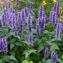 Agastache 'Black Adder' - Agastache à odeur de fenouil