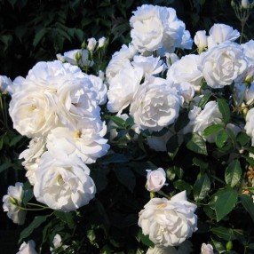 Rosa 'Iceberg' - Rosier 'Fée des neiges'