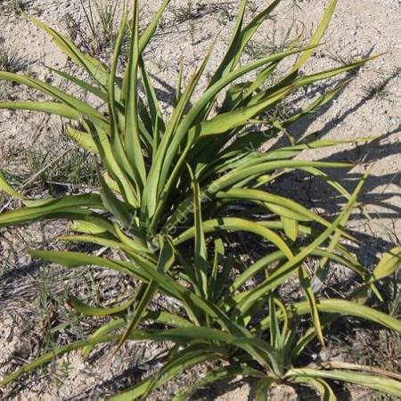 Yucca rupicola - yucca des rochers