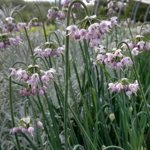 Allium cernuum - Ail penché