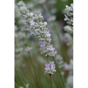 Lavandula angustifolia 'Coconut Ice', Vraie Lavande