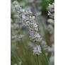 Lavandula angustifolia 'Coconut Ice', Vraie Lavande