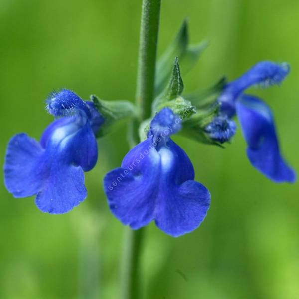 Sauge arbustive bleue chamaedryoides