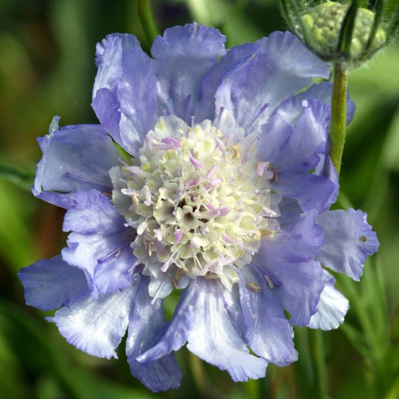 Scabiosa caucasica - Scabieuse du caucase