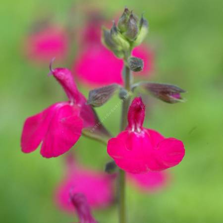 Sauge arbustive rose 'Cerro Potosi'