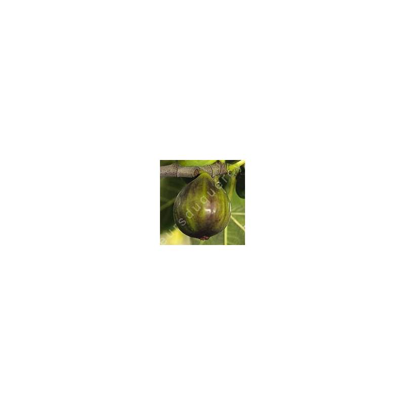 Figuier 'Dauphine' - Ficus carica