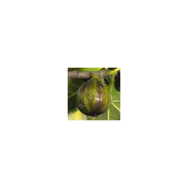 Figuier 'Dauphine' - Ficus carica