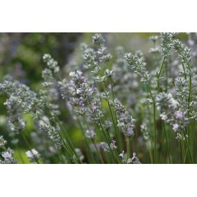 Lavandula angustifolia 'Coconut Ice', Vraie Lavande