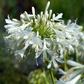 Grande ombelle blanche d’Agapanthus praecox 'Albiflorus'