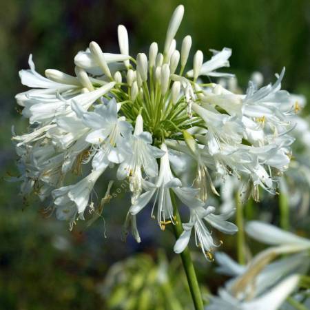 Grande ombelle blanche d’Agapanthus praecox 'Albiflorus'