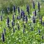 Agastache 'Black Adder' - Agastache à odeur de fenouil