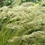 Achnatherum calamagrostis syn. Stipa calamagrostis