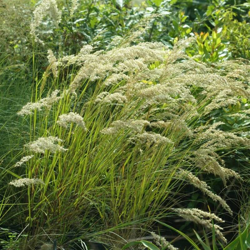 Achnatherum calamagrostis syn. Stipa calamagrostis