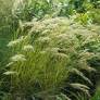 Achnatherum calamagrostis syn. Stipa calamagrostis