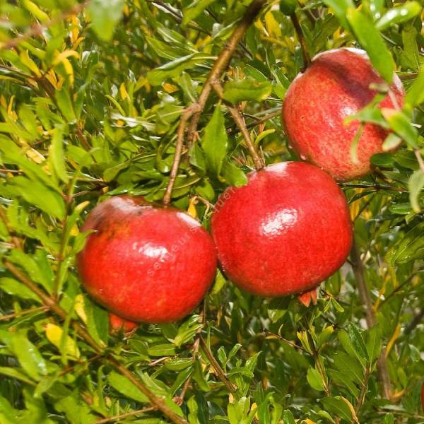 Punica granatum 'Wonderful' - Grenadier à fruit Punica granatum 'Wonderful' - Grenadier à fruit