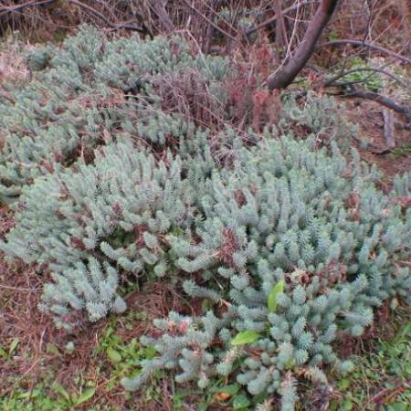 Euphorbia pithyusa subsp. cupanii - Euphorbe