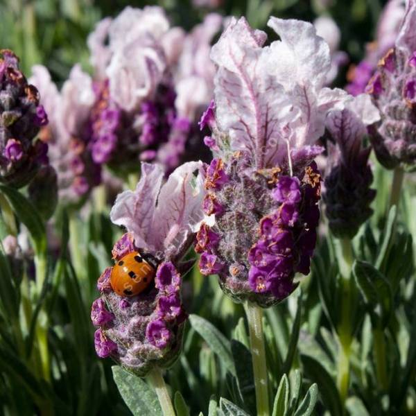 Lavandula stoechas 'Boysenberry Ruffles' - Lavande papillon Lavandula stoechas 'Boysenberry Ruffles' - Lavande papillon