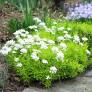 Iberis sempervirens 'Golden Candy' - Corbeille d'Argent dorée