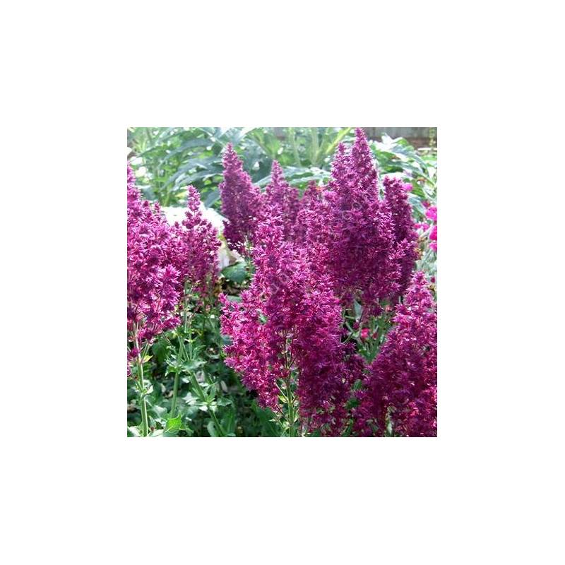Fleur plumeuse de Salvia nemorosa 'Schwellenburg'