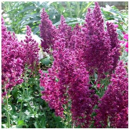 Fleur plumeuse de Salvia nemorosa 'Schwellenburg'
