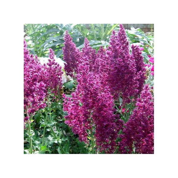 Fleur plumeuse de Salvia nemorosa 'Schwellenburg'