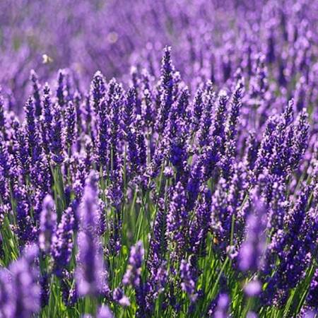 Lavandula x intermedia 'Niko' Pure Platinum ®, Lavandin bleu compact