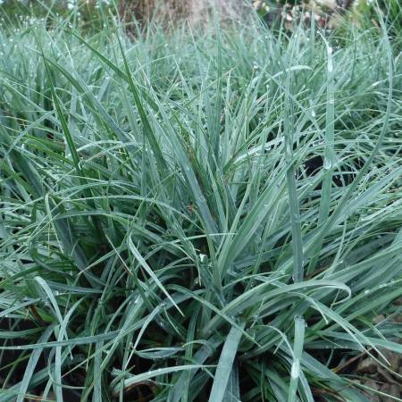 Carex flacca 'Blue Zinger', Laîche glauque