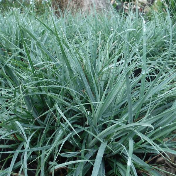 Carex flacca 'Blue Zinger', Laîche glauque