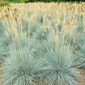 Festuca glauca 'Elijah Blue', Fétuque bleue