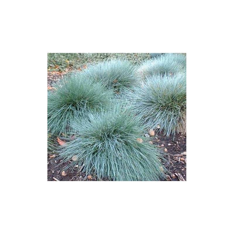 Festuca glauca 'Elijah Blue', Fétuque bleue