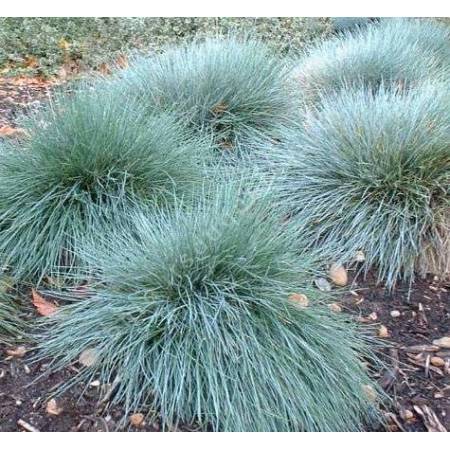 Festuca glauca 'Elijah Blue', Fétuque bleue