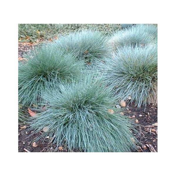 Festuca glauca 'Elijah Blue', Fétuque bleue