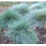 Festuca glauca 'Elijah Blue', Fétuque bleue