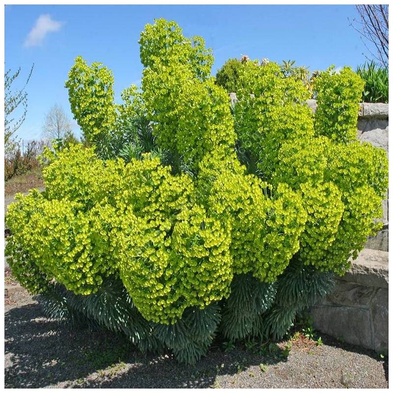 Euphorbia characias subps. wulfenii