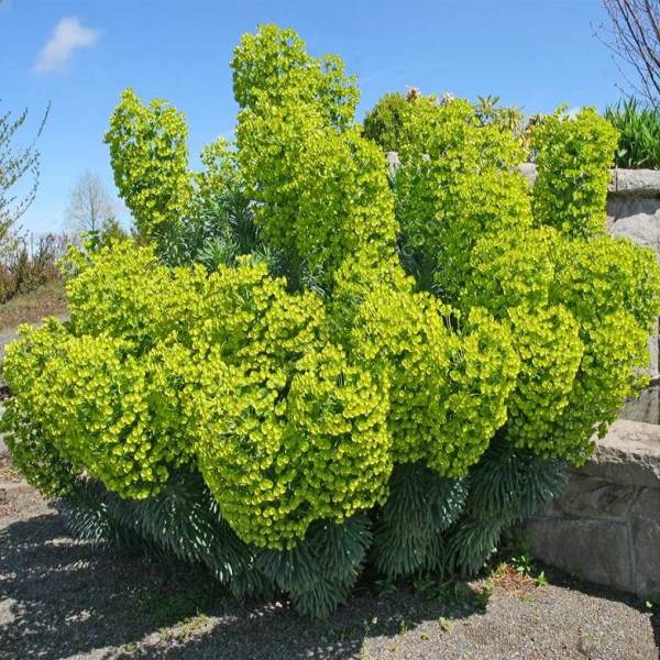 Euphorbia characias subps. wulfenii