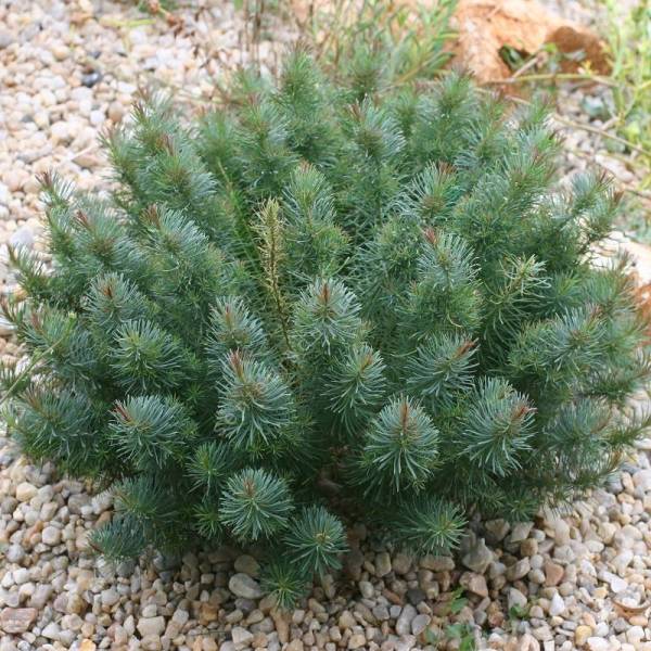 Euphorbia cyparissias 'Clarice Howard', Euphorbe Petit Cyprès