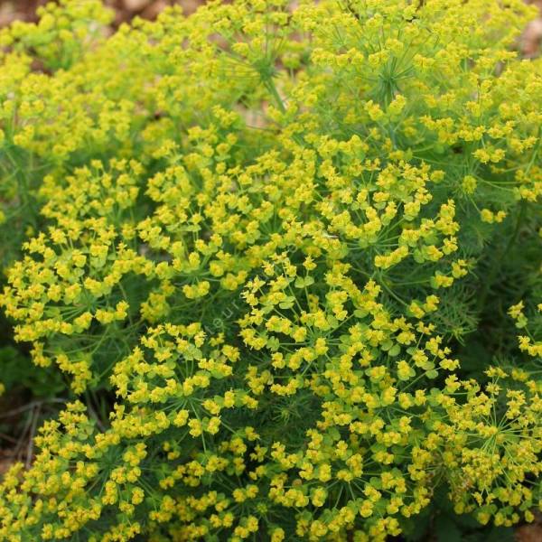 Euphorbia cyparissias - Euphorbe Petit Cyprès