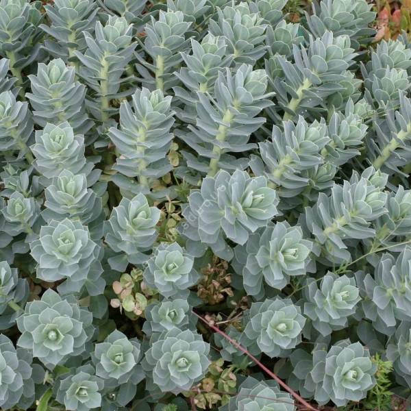 minimum Robust bruger Euphorbe de Corse - Euphorbia myrsinites - plante pour terrains sec