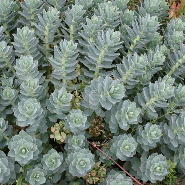 Euphorbia myrsinites