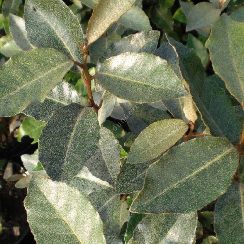 Elaeagnus x ebbengei - Chalef