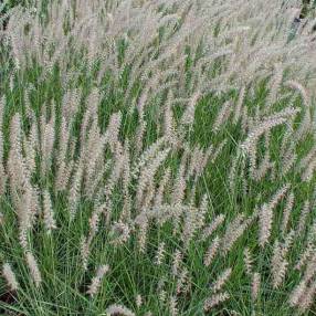 Pennisetum orientale - Herbe aux écouvillons d'Orient