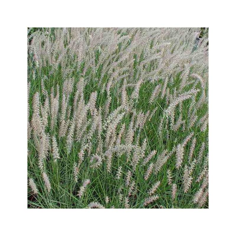 Pennisetum orientale - Herbe aux écouvillons d'Orient