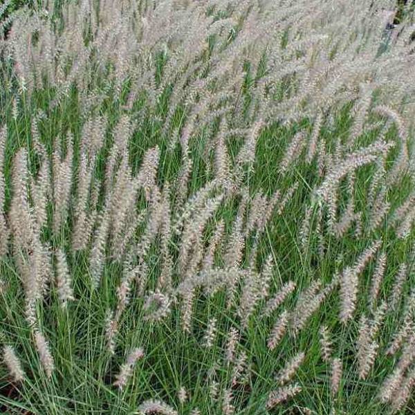 Pennisetum orientale - Herbe aux écouvillons d'Orient