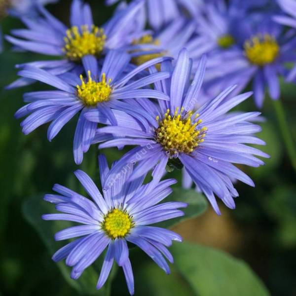 Aster amellus 'Glücksfund' - Aster à feuille oblongue